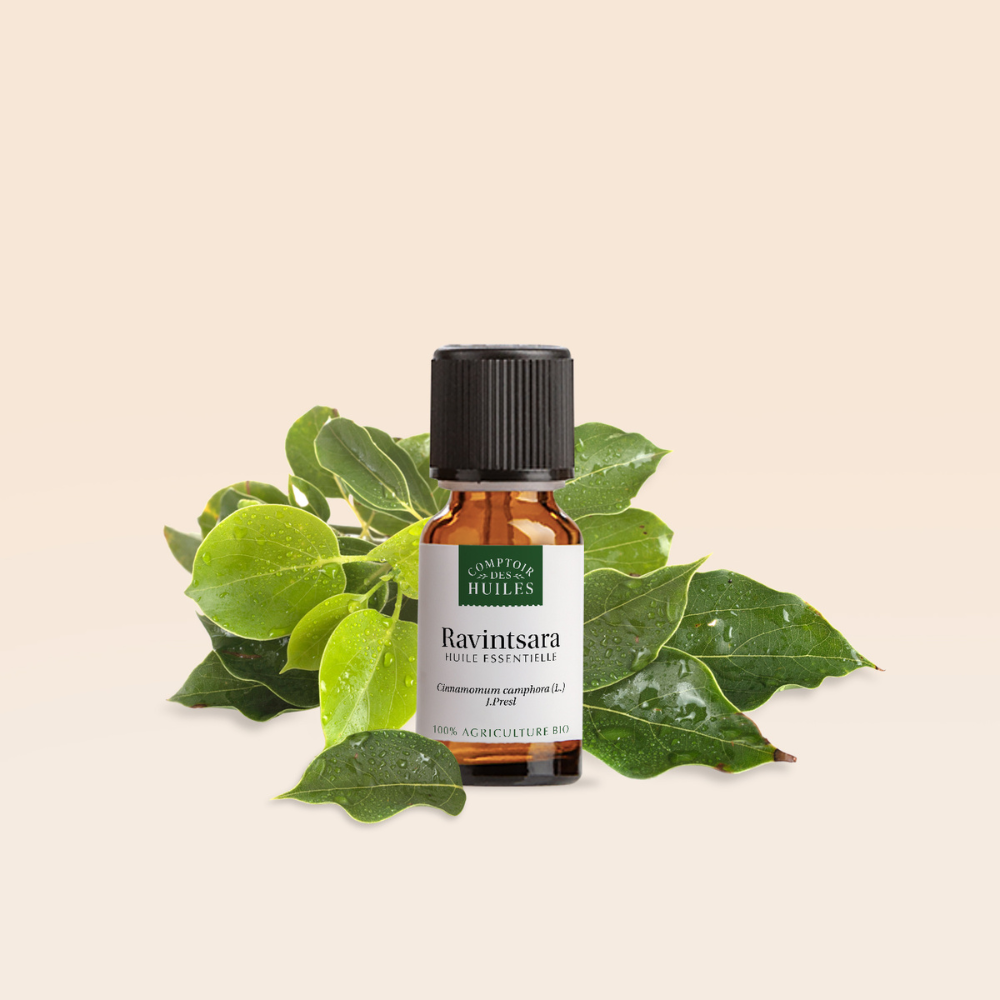 Huile Essentielle de Ravintsara Bio – Purifiante, Régénérante et Équilibrante
