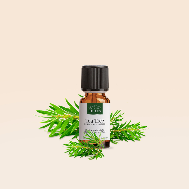 Huile Essentielle de Tea Tree Bio – Purifiante, Antibactérienne et Rééquilibrante