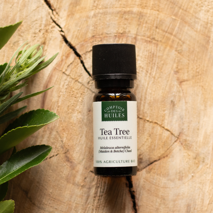 Huile Essentielle de Tea Tree Bio – Purifiante, Antibactérienne et Rééquilibrante